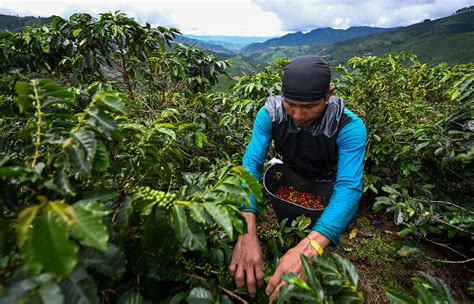  Zigzagging Through Coffee Fields: A Colombian Journey Exploring Agricultural Innovation and Social Change!